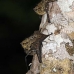 bat_longnosed_la_v_1050_ecu3129.jpg